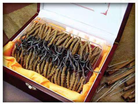 祁阳冬虫夏草回收